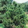 Properties and use of the essential oil of Pine