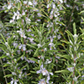 Properties and use of the essential oil of Rosemary