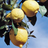 Propriétés et utilisation de l'huile essentielle de Citron