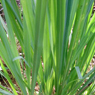 Properties and use of the essential oil of Lemongrass