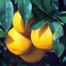 Properties and use of the essential oil of Sweet Orange