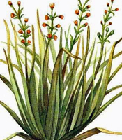 La plante, les propriétés naturelles, et les utilisations de l'huile essentielle de Citronelle Cymbopogon winterianus