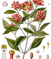 La plante, les propriétés naturelles, et les utilisations de l'huile essentielle de Girofle Syzygium aromaticum