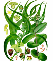 La plante, les propriétés naturelles, et les utilisations de l'huile essentielle d'Eucalyptus globulus