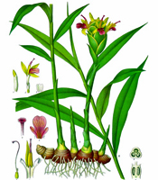 La plante, les propriétés naturelles, et les utilisations de l'huile essentielle de Gingembre Zingiber officinalis
