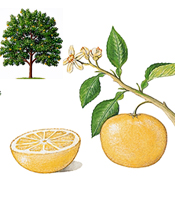 La plante, les propriétés naturelles, et les utilisations de l'huile essentielle de Pamplemousse Citrus paradisi