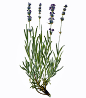 Plant origin, natural properties, and common uses of Lavendin essential oil Lavandula grosso