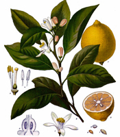 La plante, les propriétés naturelles, et les utilisations de l'huile essentielle de Citron Citrus limonum