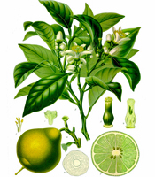La plante, les propriétés naturelles, et les utilisations de l'huile essentielle de Citron vert Citrus aurantifolia ou Lime