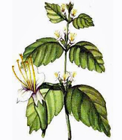 Plant origin, natural properties, and common uses of Patchouli essential oil Pogostemon cablin