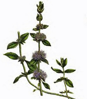 La plante, les propriétés naturelles, et les utilisations de l'huile essentielle de Menthe pouliot Mentha pulegium