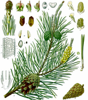 La plante, les propriétés naturelles, et les utilisations de l'huile essentielle de Pin Pinus nigra