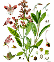 La plante, les propriétés naturelles, et les utilisations de l'huile essentielle de Sauge Salvia officinalis