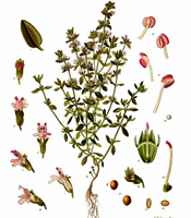 La plante, les propriétés naturelles, et les utilisations de l'huile essentielle de Thym Thymus vulgaris